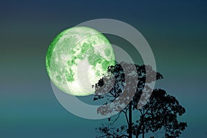 super full snow green moon on night sky back silhouette tree and cloud