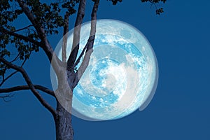 Super grain blue moon rise back tree on the night sky