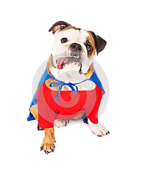 Super Hero Dog