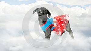 Super Hero Puppy in Clouds