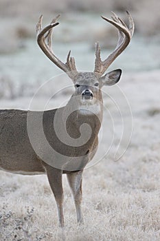 Super high racked whitetail buck on frosty morning