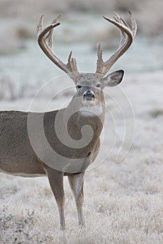 Super high racked whitetail buck on frosty morning photo