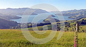 Super Large Akaroa Harbour Early Morning Panorama, New Zealand