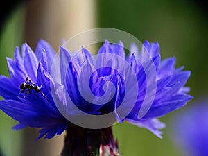 Super macro of an ant Formicidae on a blue cornflower Centaurea cyanus