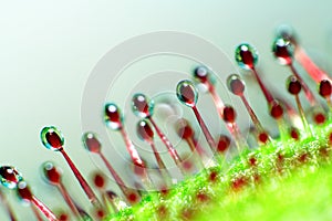 Super macro of beautiful sundew ( drosera )