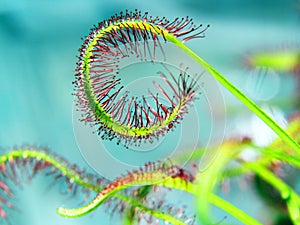 Super macro of beautiful sundew ( drosera )