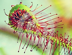 Super macro of beautiful sundew ( drosera ). insect catched by the plan