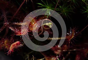 Super macro of beautiful sundew  drosera .  insect catched by the plant