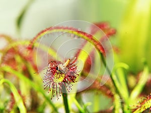 Super macro of beautiful sundew ( drosera ) insect catched by the plant
