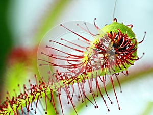 Super macro of beautiful sundew ( drosera ). insect catched by the plant