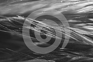 A super macro black and white photograph of a mix of grass and flowers creating an abstract background design