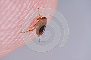 Super macro close up of brown, amber colored flea, Siphonaptera on human skin.