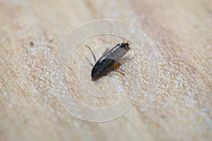 Super macro close up of Ceratophyllus gallinae, known as the hen flea or European chicken fle