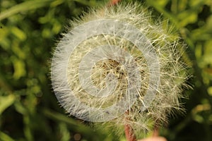 Super macro close-up of dandelion fluff. Abstract close-up of dandelion seeds background.