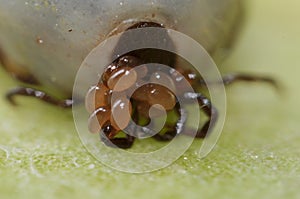 Super macro close up of female tick Ixodes scapularis with eggs