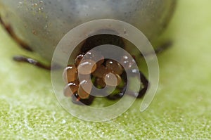 Super macro close up of female tick Ixodes scapularis with eggs