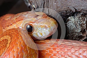Super macro close up of pet corn snake`s face poking out