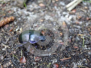 Super macro of a dung beetle Coleoptera