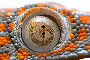 Super macro eye gecko