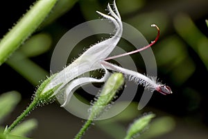 Super macro Flowers of Andrographis Paniculata or Kariyat , The Creat on nature background. Herbal concept photo