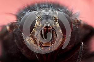 Super macro frint view of the housefly