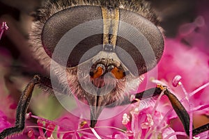 Super macro, gadfly portrait on a pink flower