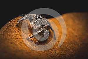 Super macro jumping spider hyllus on dry leaves, Extreme magnification, Spider in thailand