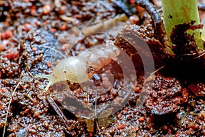 Super macro photo of Baby Snail on soil background. Very Small Animal Concept