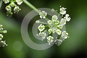 Super macro photo of Celery flower in green nature background