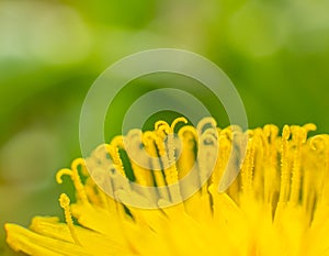 Super macro dandelion yellow flower with pistil details