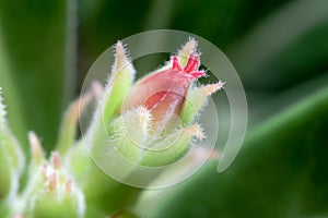 Super Macro Photo of Desert rose flower bud or Adenium flower buds in green nature background