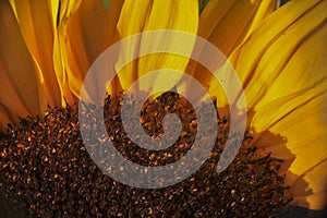 Super macro photo of flower.Sunflower.