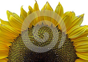 Super macro photo of flower.Sunflower