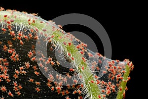 Super macro photo of group of Red Spider Mite infestation on vegetable. Insect concept