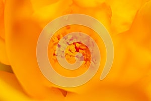 Super macro photo of a flower pistil