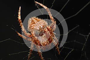 Super macro photo of spider with spider web on black background. Animal wildlife concept.