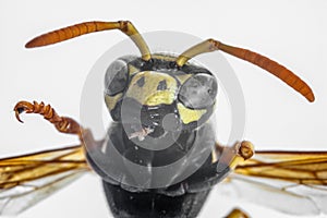 Super macro photo of a wasp with detailed traits of its head