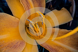 Super macro photography of a flower