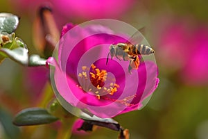 Super macro shot of bee eating honey in sweet daisy flower