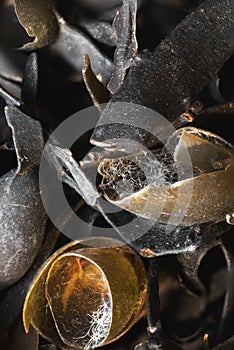 super macro shot of exotic sea weed fucus vesiculosus from Atlanatic ocean from Portugal site in detail very close