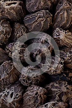super macro shot of exotic spice black cardamon from India. in details very close.aromat part of masala