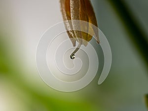 Super macro shot of a flower with a dew drop. Stamen and pistil. Botanical background