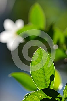 Super macro shot of Green leaves