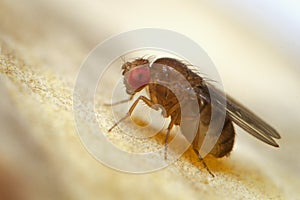 Super macro shot tiny fruit flies on the top of a banana skin