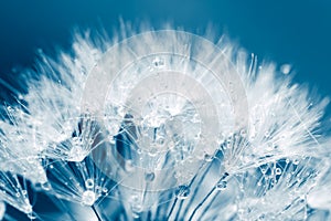 Super macro shot of white dandelion with water drops