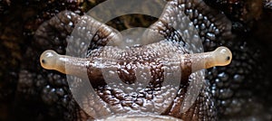 Super macro the snail gliding on the wet tree. Latin name as Arianta arbustorum