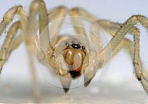 Super Macro of a Spider photo