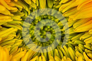 Super macro of Sunflower, wallpaper