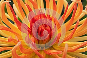 Super macro view of amazing yellow - red dahlia flower