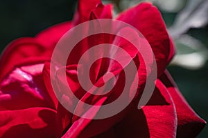 Super macro view of bright red rose flower